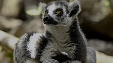 Alpha, la quête du pouvoir Madagascar