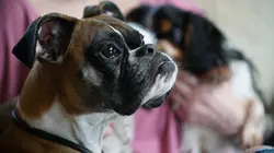 Amanda à la rescousse S01E03 Avalanche de chiots