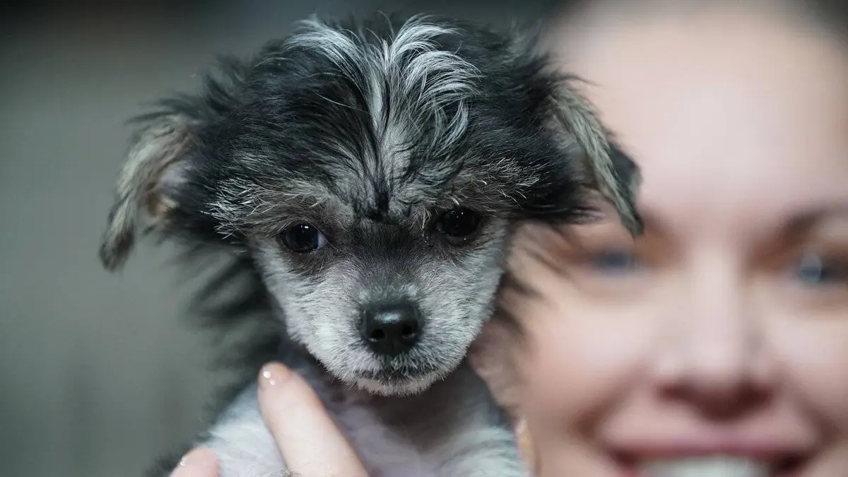 Amanda à la rescousse S01E04 En famille