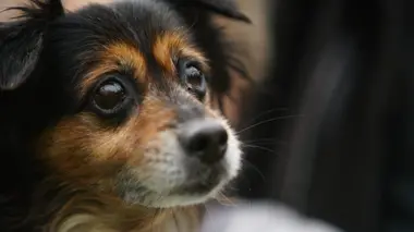 Amanda à la rescousse