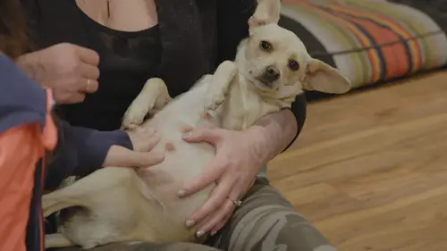Amanda à la rescousse S01E01 Chiots dans l'incendie