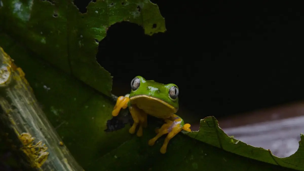 Amazonie péruvienne : Une traversée en solitaire