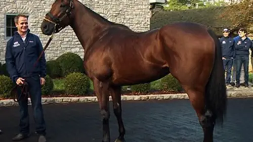 American Pharoah, le grand chelem