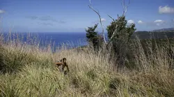 American Tarzan S01E03 Glissement de Terrain