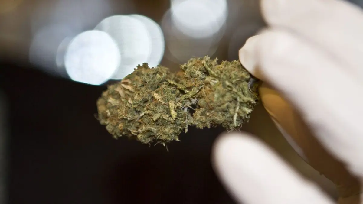 American Weed Bataille à Fort Collins