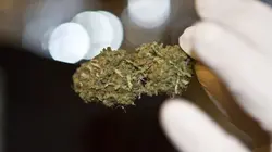 American Weed Bataille à Fort Collins