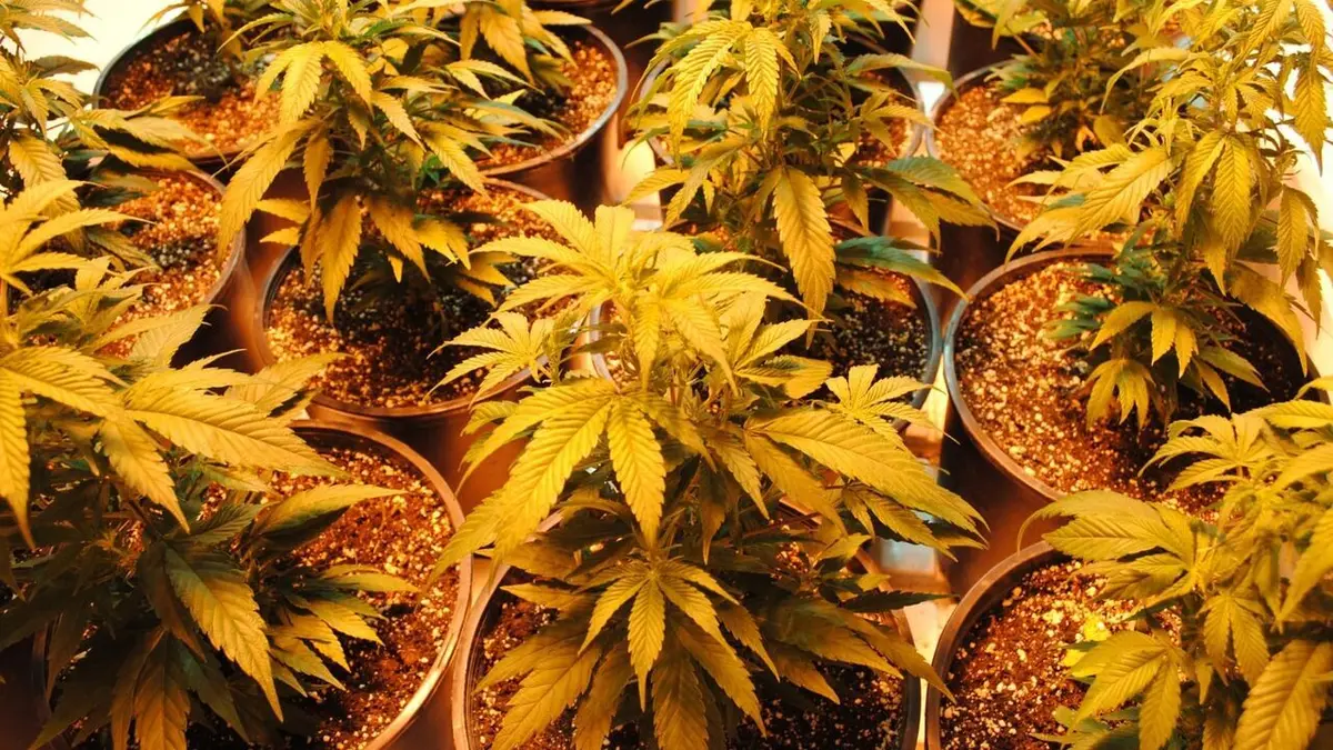 American Weed Résultat des votes