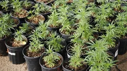 American Weed Herbe sous contrôle