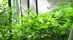 American Weed La ruée verte