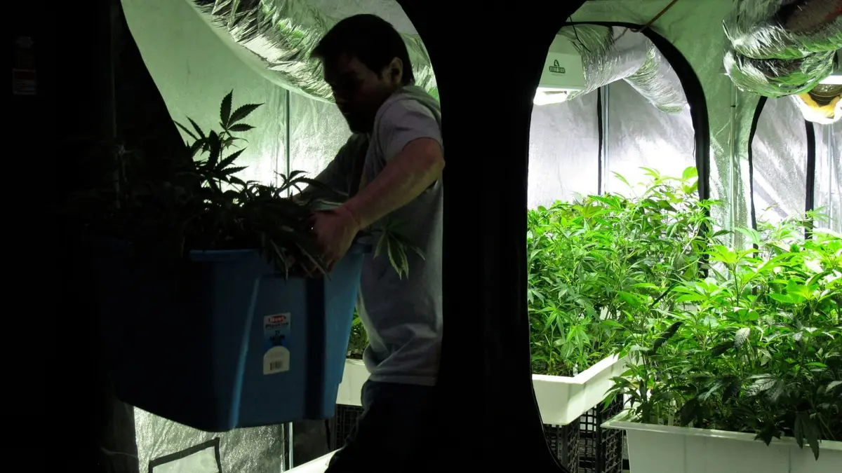 American Weed La ruée verte