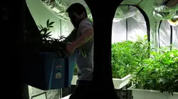 American Weed La ruée verte