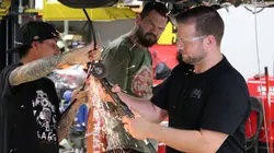 Americars Des chevaux sous le capot