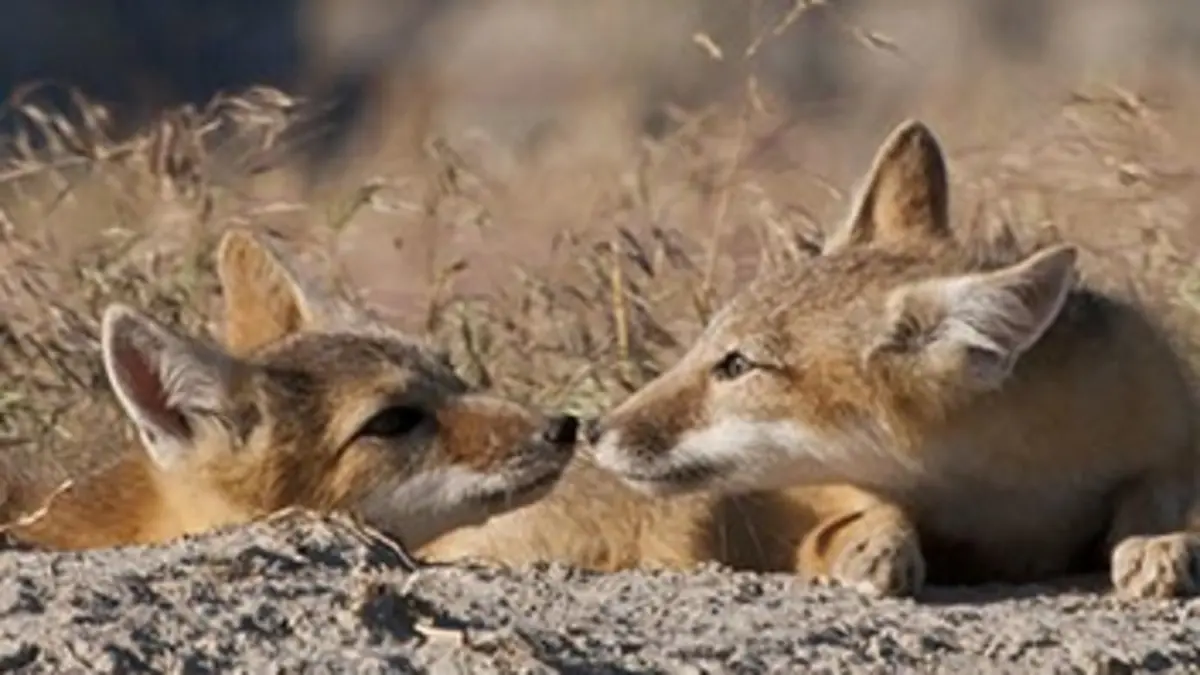 Amérique sauvage S01E02 A découvert