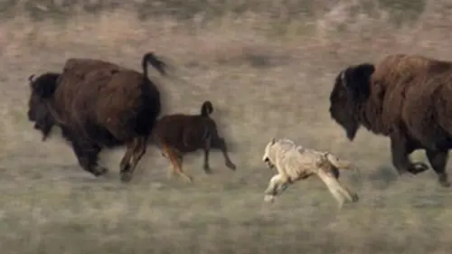 Amérique sauvage S01E01 Un continent indompté