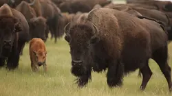 Visuel de Amériques indomptées