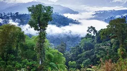 Amériques indomptées E02 Les forêts