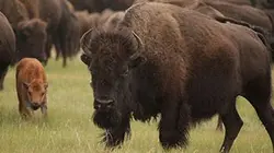 Visuel de Amériques indomptées