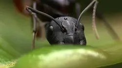 Visuel de Amis pour la vie