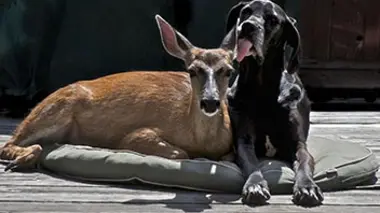 World's Oddest Animal Couples