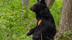 Amour, le fleuve interdit E02 Le dragon noir