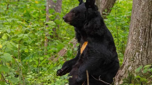 Amour, le fleuve interdit