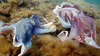 Amours sauvages : Tous les goûts sont dans la nature