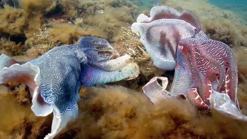 Amours sauvages : Tous les goûts sont dans la nature
