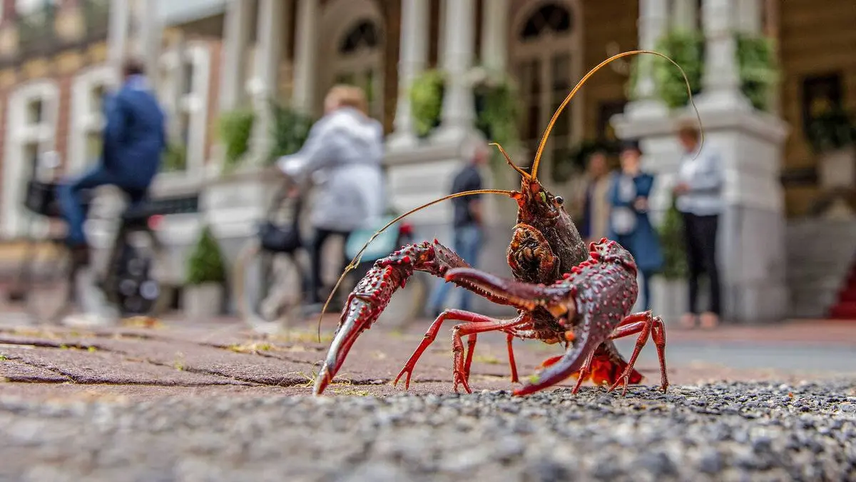 Amsterdam sauvage : Suivez le chat ! E02 Deuxième échappée