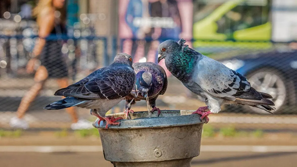 Amsterdam sauvage : Suivez le chat ! E01 Première échappée