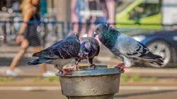 Amsterdam sauvage : Suivez le chat ! E01 Première échappée