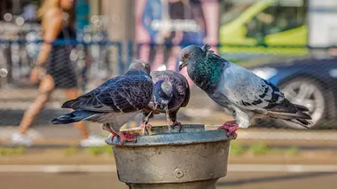 Première échappée