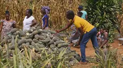 Ananas : le roi des fruits ?