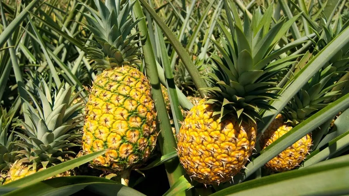 Ananas : le roi des fruits ?