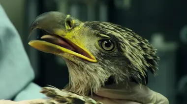 Le sauvetage des pygargues