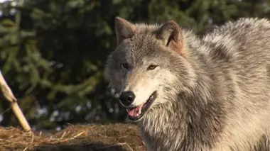 Une faim de loups