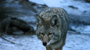 Le royaume des orignaux