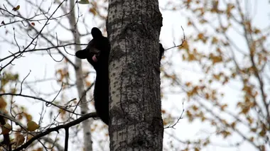 Le réveil de l'ours