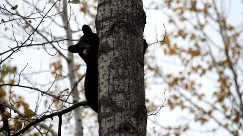 Anchorage, ville sauvage S01E06 Le réveil de l'ours