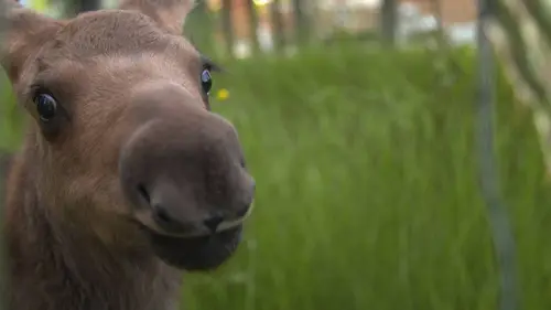 Anchorage, ville sauvage S01E13 Au secours de la nature