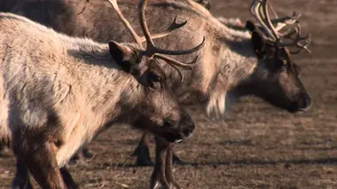 Les derniers caribous