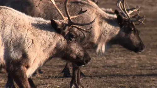 Anchorage, ville sauvage S01E02 Les derniers caribous