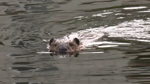 Anchorage, ville sauvage S01E07 Alerte aux castors