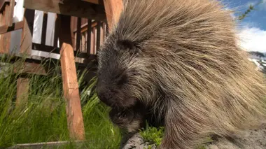 Le porc-épic, qui s'y frotte s'y pique