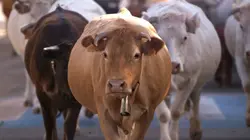 Andalousie, la tradition de la transhumance