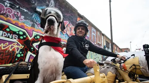 Angleterre, pays des grands chiens