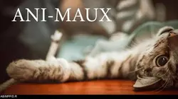 Ani-maux