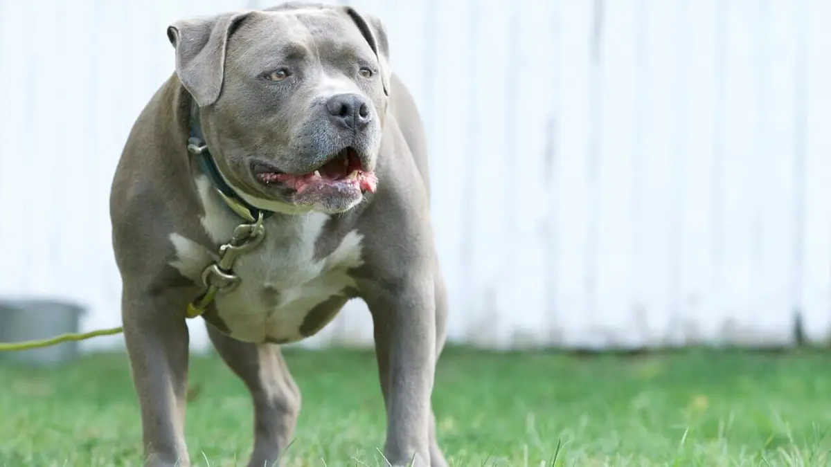 Animal Angels Chats dessus dessous