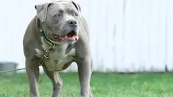 Animal Angels Chats dessus dessous