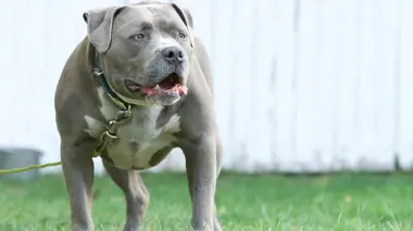 Chats dessus dessous