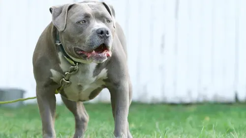 Animal Angels Chats dessus dessous